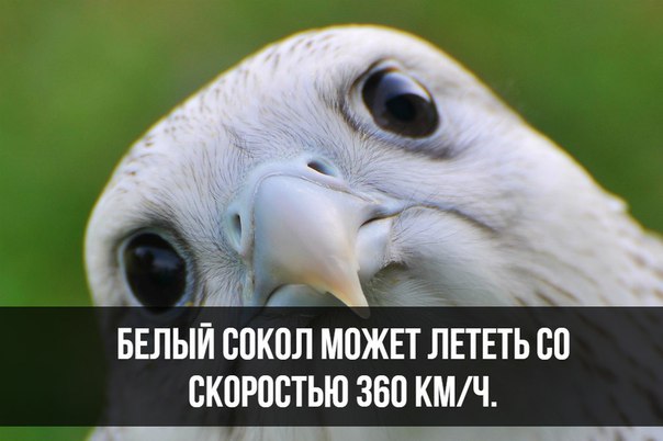 Запись от 17.04.2019 | Наука
