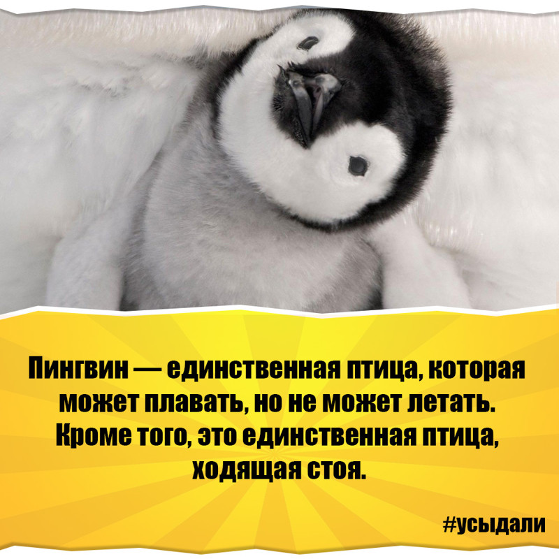 Запись от 3.06.2019 | Все о животных