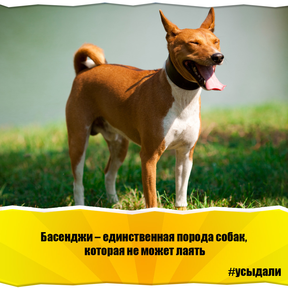 Запись от 17.06.2019 | Все о животных