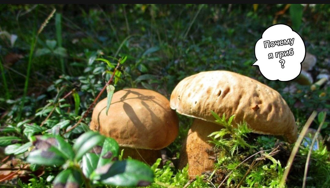 🍄 Учёные выяснили, что грибы способны мыслить, учиться и решать задачи | Наука