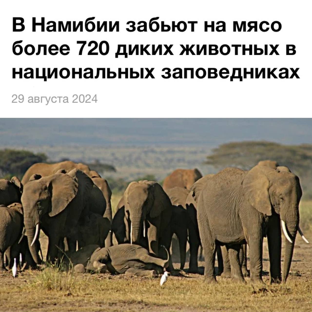 В Намибии из-за голода начали отстреливать слонов и бегемотов | Тревожные новости