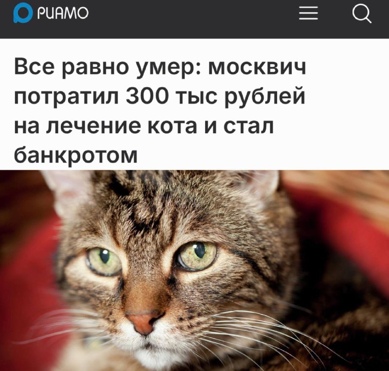 Москвич обанкротился из-за лечения кота — долг вырос до 1,2 млн рублей | Тревожные новости