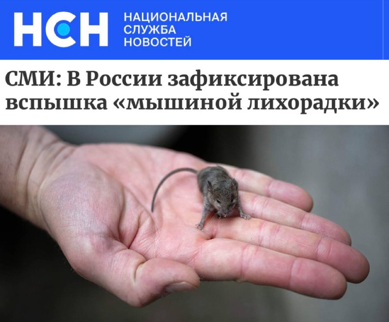 В России — вспышка «мышиной лихорадки» | Тревожные новости