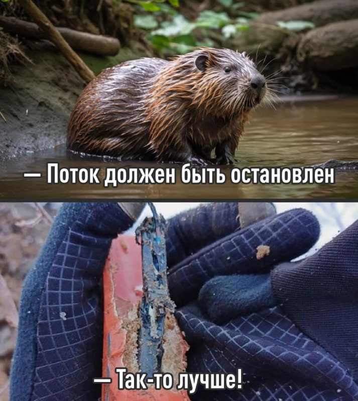 Бобры едва не оставили без интернета... 13 тысяч жителей Архангельской област | Тревожные новости