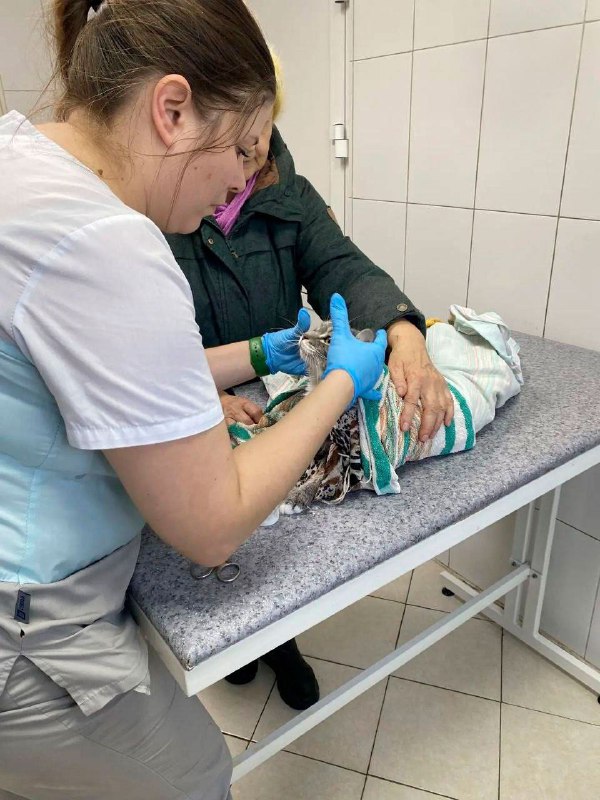 Иркутская пенсионерка случайно постирала кота вместе со шторами | Тревожные новости