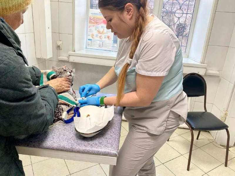 Иркутская пенсионерка случайно постирала кота вместе со шторами | Тревожные новости