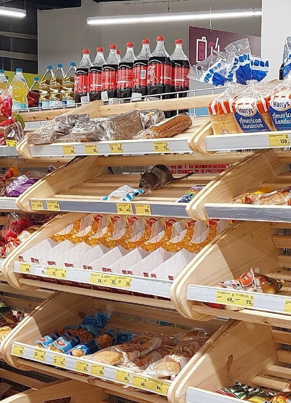 Магнит в Москве закрыли из-за огромных крыс | Тревожные новости