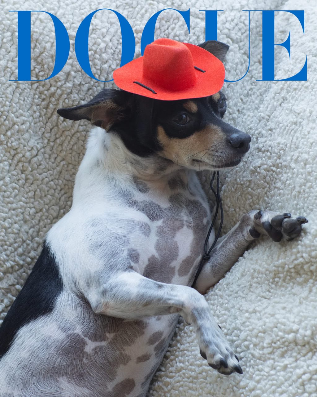 Журнал Vogue запустил модный проект для собак | Новости  / BWeek News
