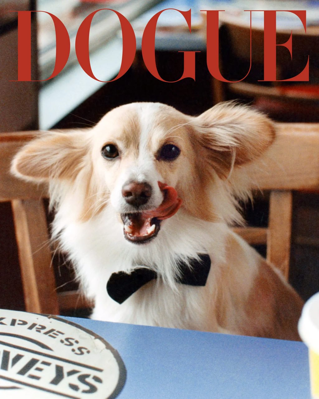 Журнал Vogue запустил модный проект для собак | Новости  / BWeek News
