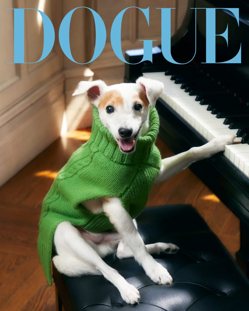 Журнал Vogue запустил модный проект для собак | Новости  / BWeek News