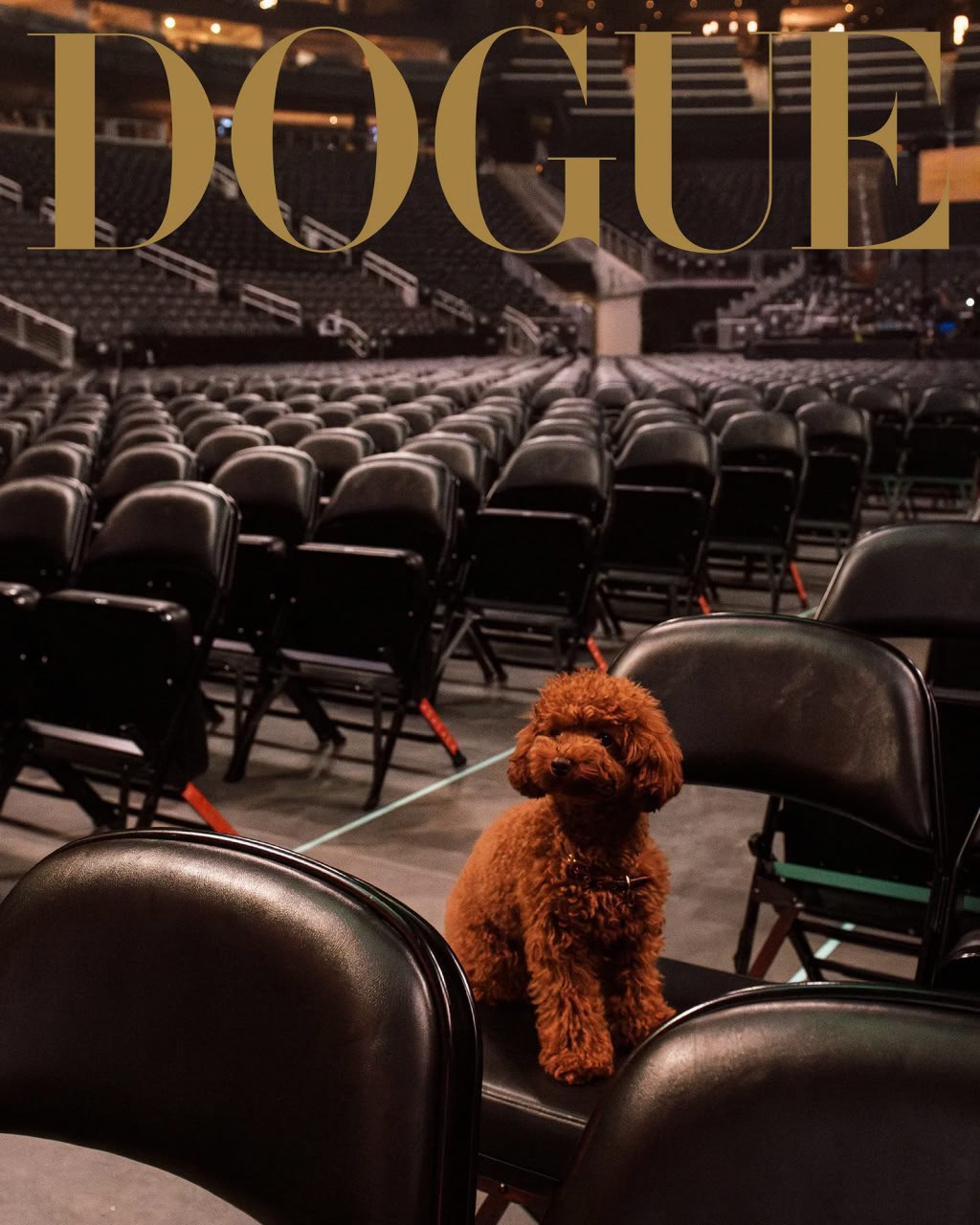Журнал Vogue запустил модный проект для собак | Новости  / BWeek News