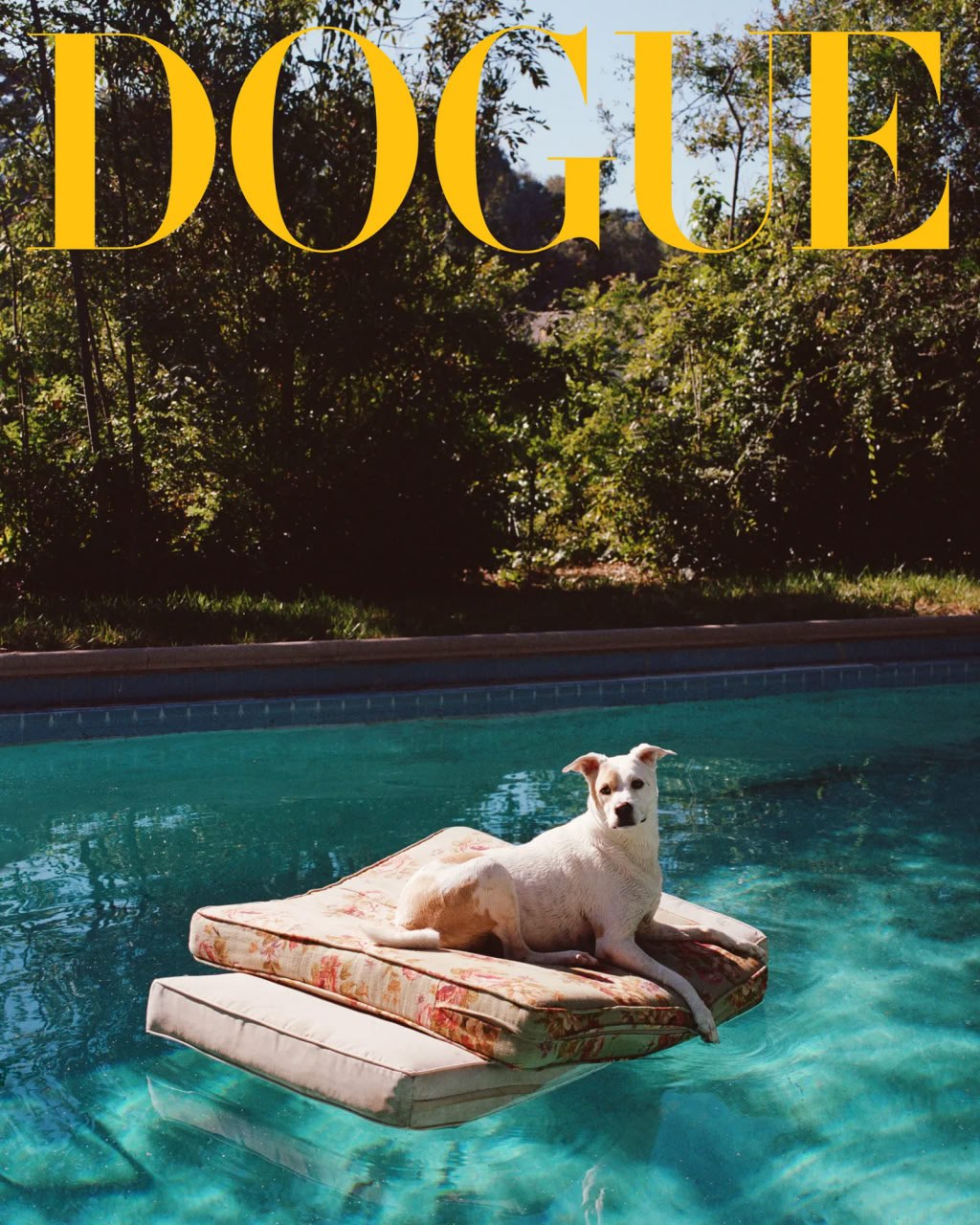 Журнал Vogue запустил модный проект для собак | Новости  / BWeek News