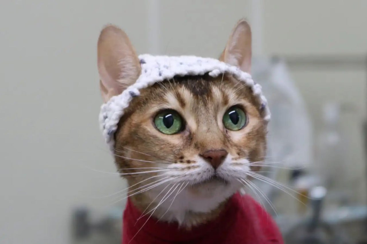 🐱 Кошачьи шапочки с электродами для котиков | Новости  / BWeek News