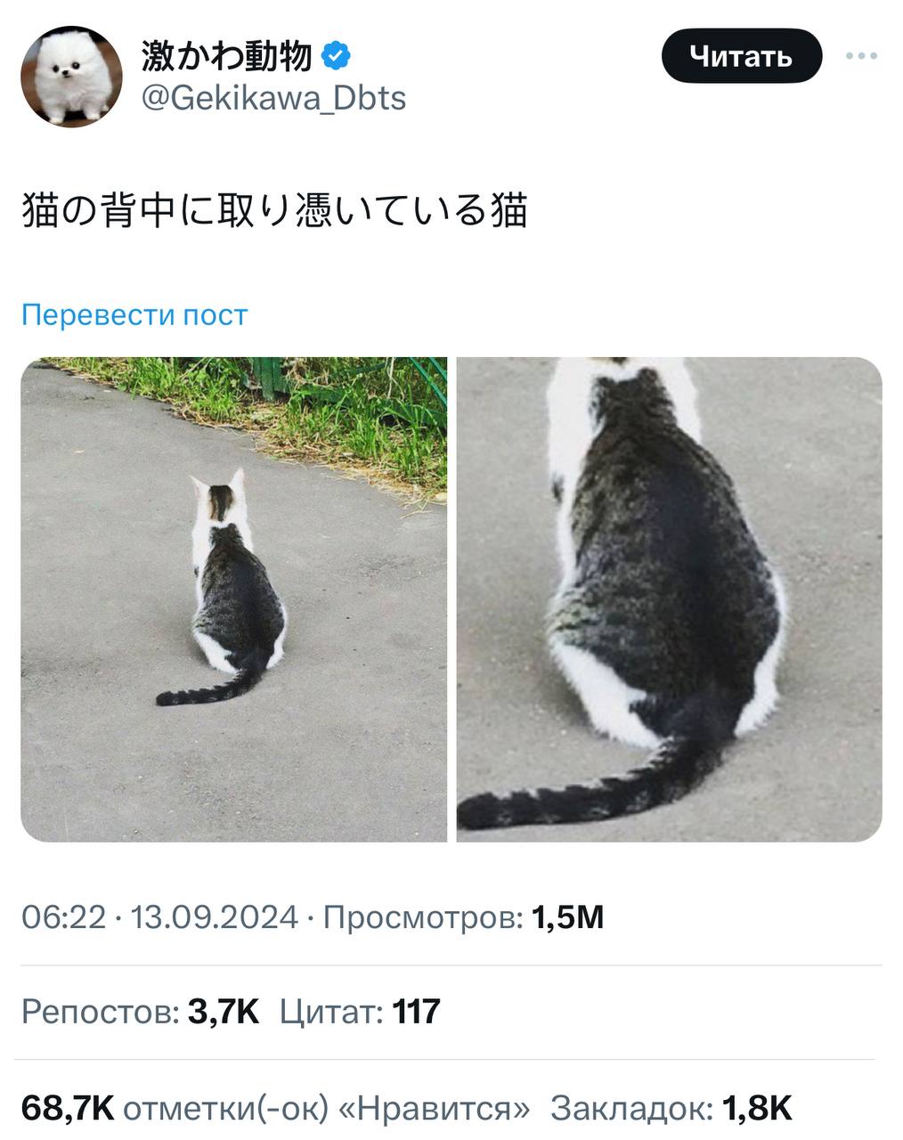 В Твиттере раскрыли главный кошачий секрет — они размножаются почкованием | Смехотерапия