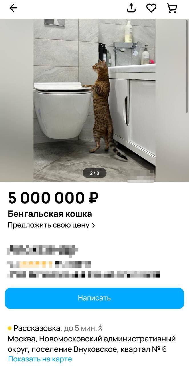 Москвич выставил на продажу бенгальскую кошку за ₽5 млн. По словам владельца | Смехотерапия