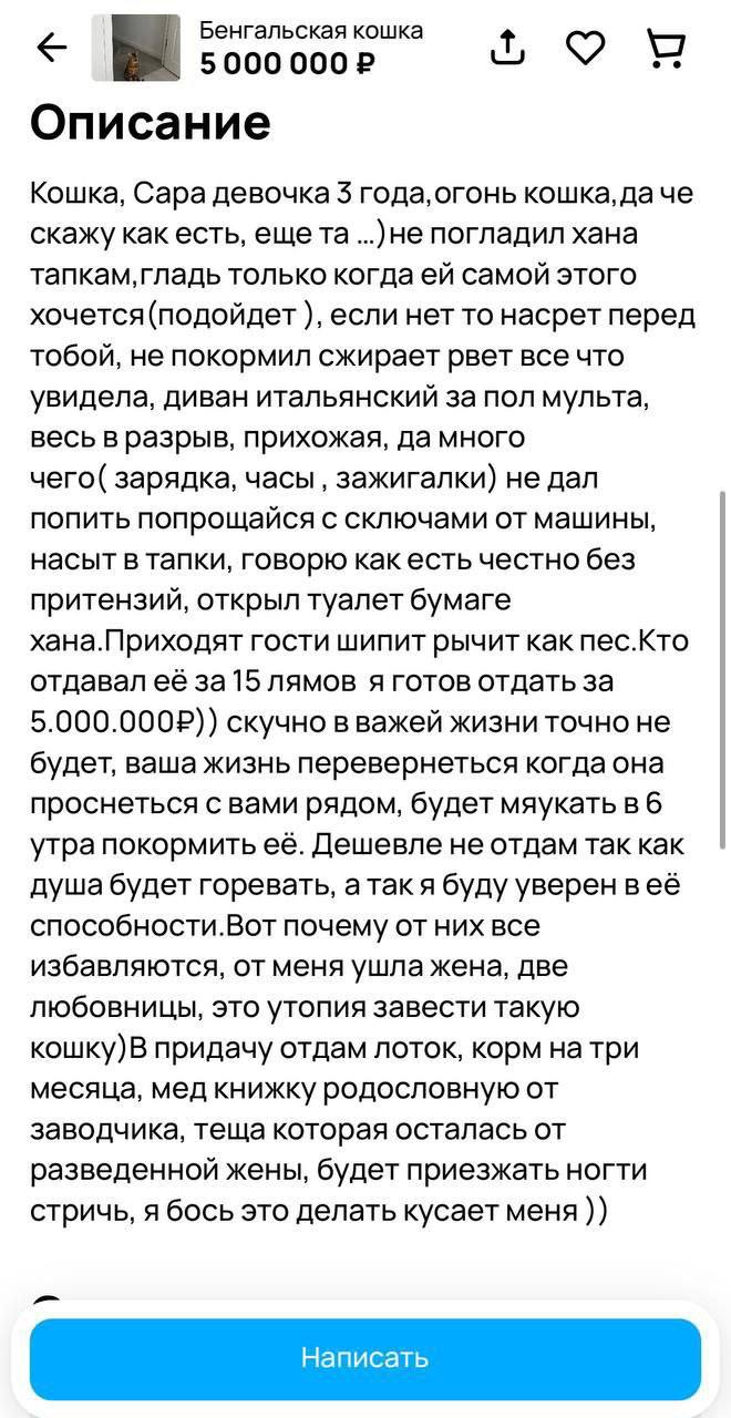 Москвич выставил на продажу бенгальскую кошку за ₽5 млн. По словам владельца | Смехотерапия