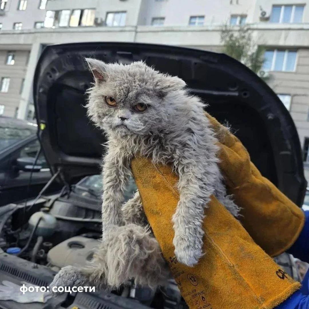 В Москве из под капота достали очень недовольного котика — на его лице написа | Смехотерапия