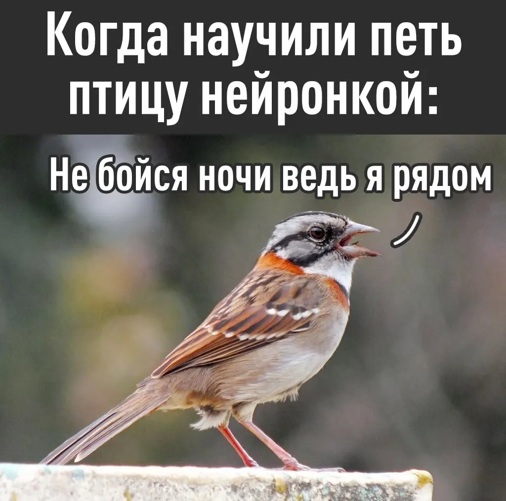 Учёные с помощью ИИ заново учат птиц петь — в Аргентине исследователи восстан... | Нейросети Ai