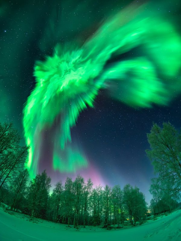 Северное сияние яркими красками осветило заснеженный лес. 🌌🌲 | Про космос