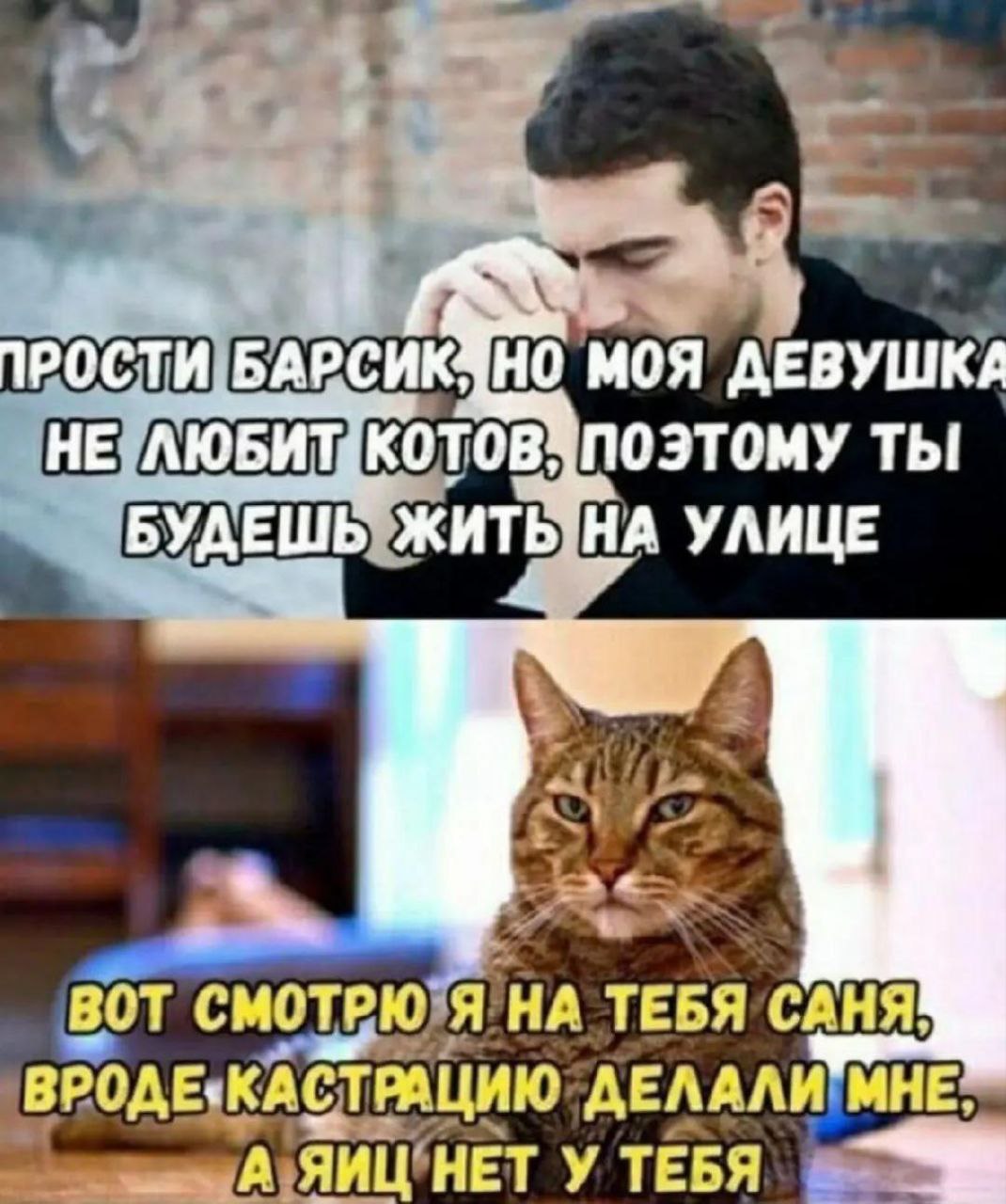Кот дельное слово сказал | Пошлые тексты